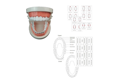label different types teeth